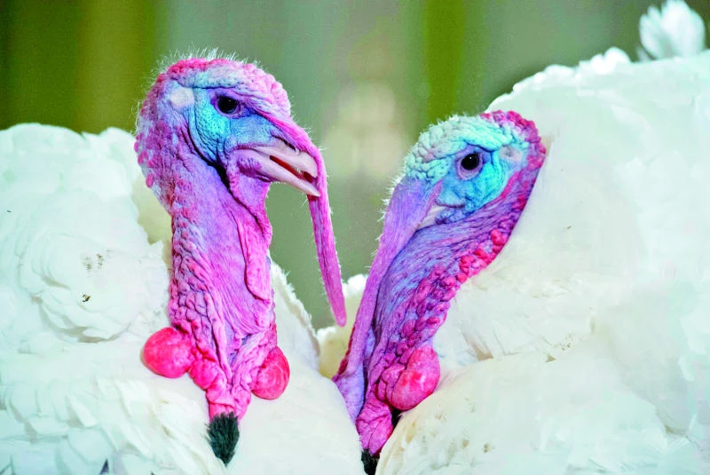 Obama ‘pardons’ Thanksgiving turkey couple