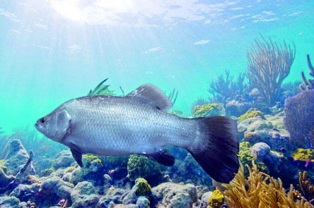 Saudi aquaculture investments to reach SR60 billion
