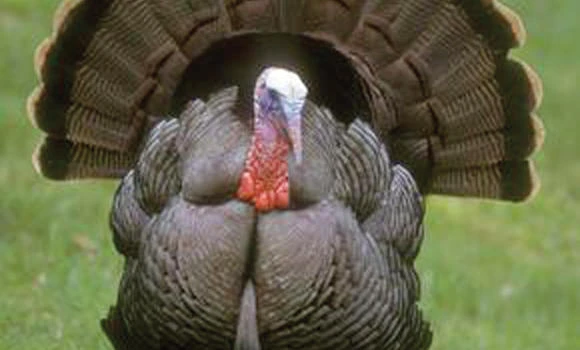 Turkeys: Funny-looking & tasty, but can they fly?