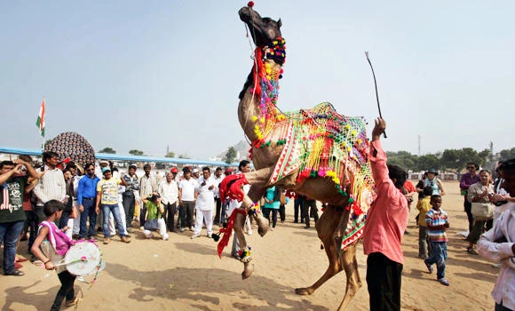 Indian camel breeders lament Pushkar fair’s downfall