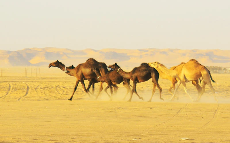 Camel from Jeddah tests positive for MERS virus