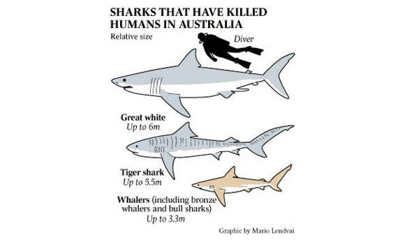 Shark attack victim succumbs to injuries