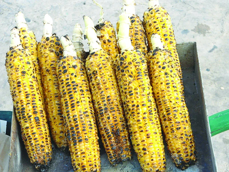 Corncob season is on