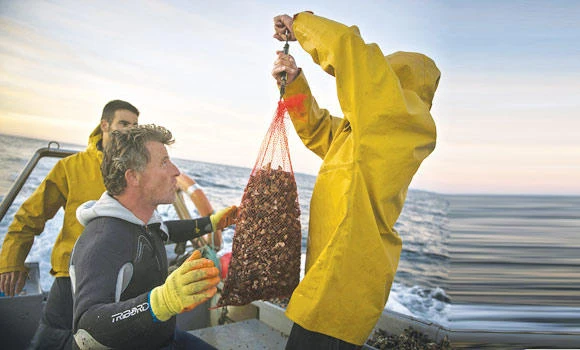 Spain fishermen risk lives to pick barnacles