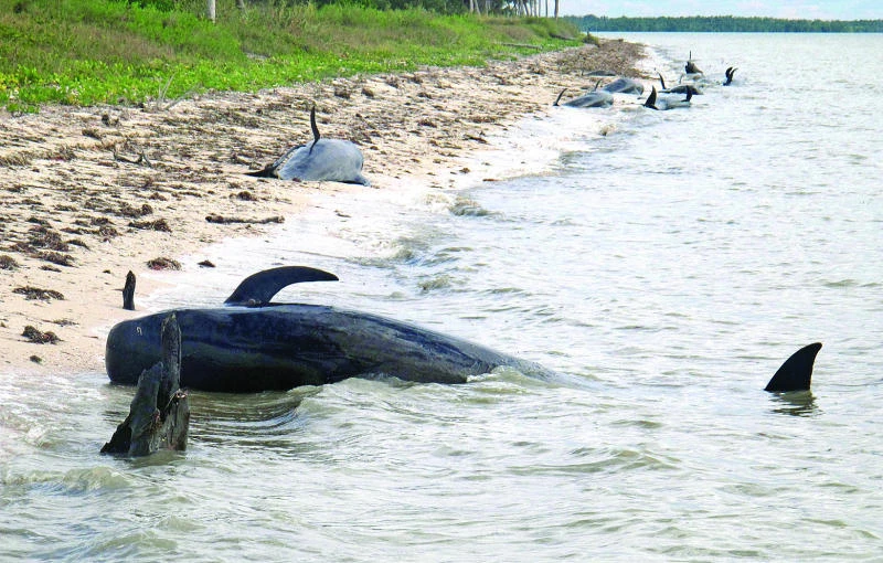Workers try again to save whales in Florida park
