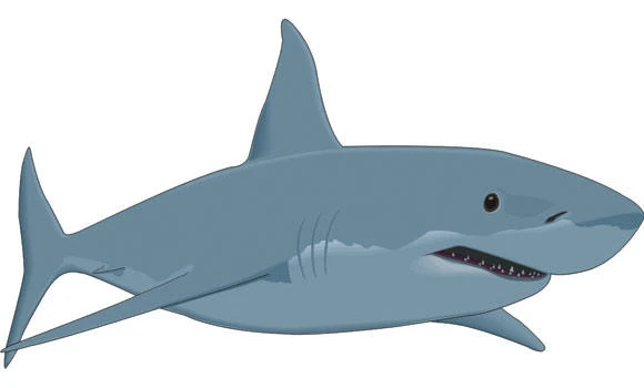 Aussies implement shark ‘bait and kill’ zones