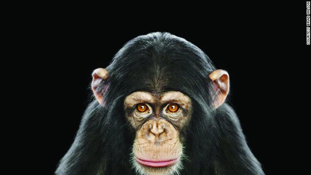 American judges deny chimpanzees ‘personhood’