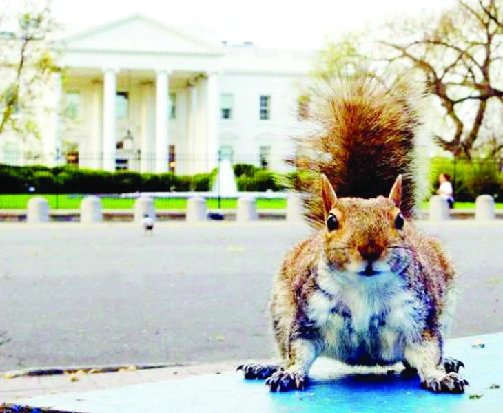 Power-hungry Washington’s soft spot for wounded wildlife