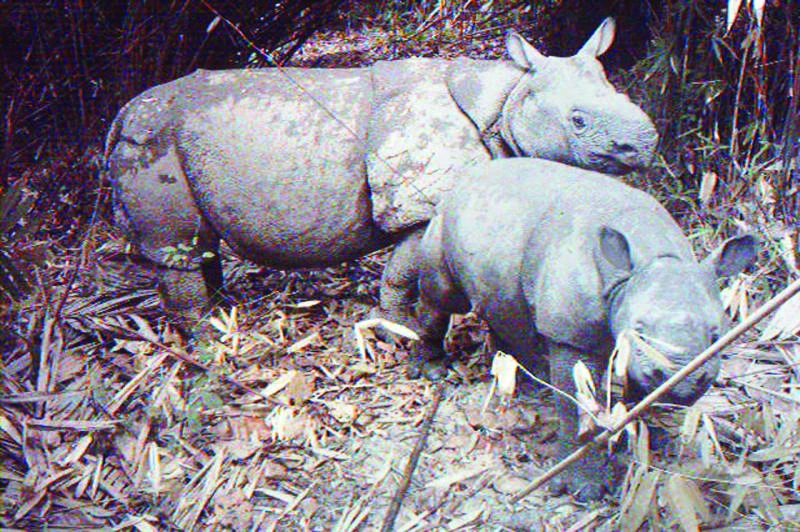 Indonesia builds sanctuary to save world’s rarest rhino