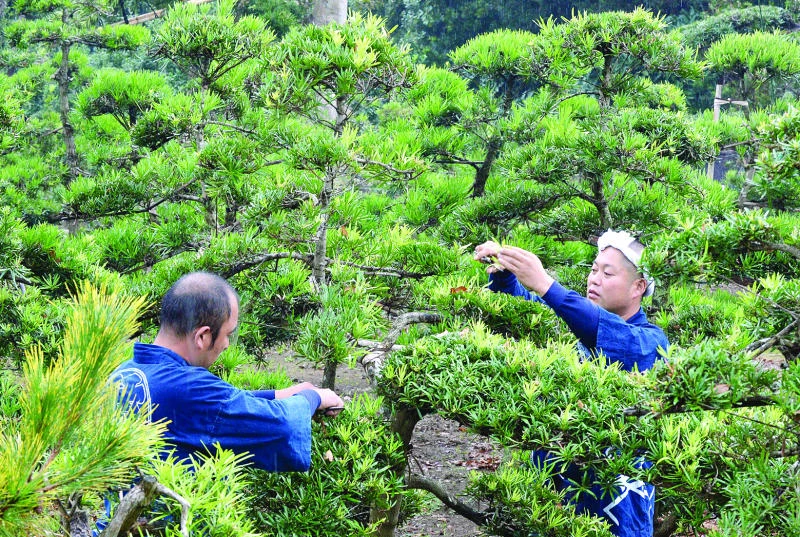 Japan’s ‘Tree Town’ sculptors make living art
