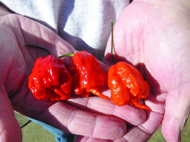 Meet Carolina Reaper, the hottest pepper on earth
