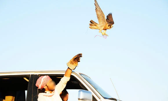 Bird flu fears allow migratory birds safe passage