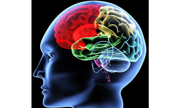 How to make the brain control obesity — Part 2