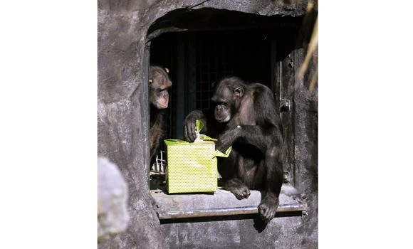 US courts asked to recognize 4 chimps' rights