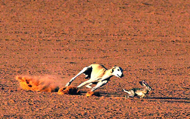 Hunting season for rabbits to continue for 40 days