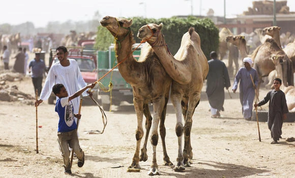 MERS death in Dubai raises global toll to 70