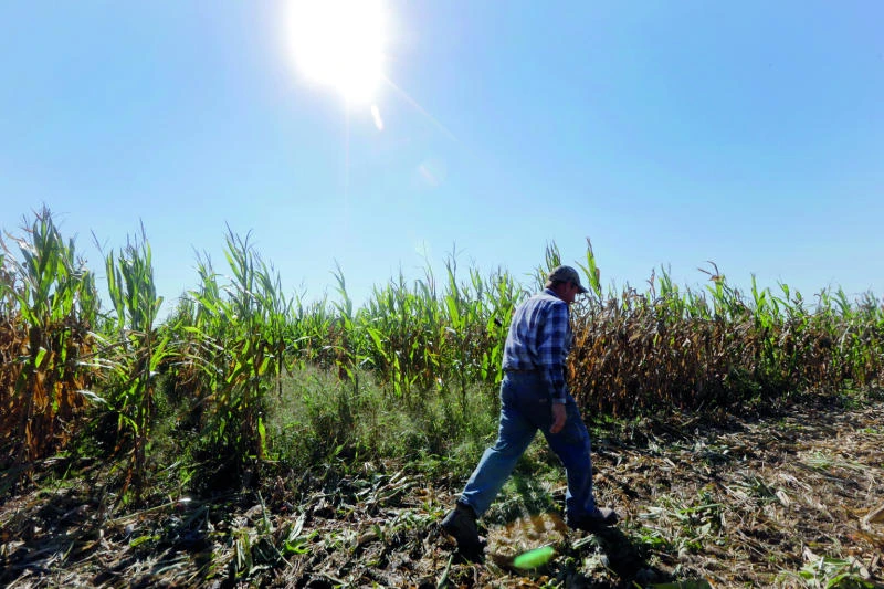 Wheat imports reach 2.5m tons in 2013