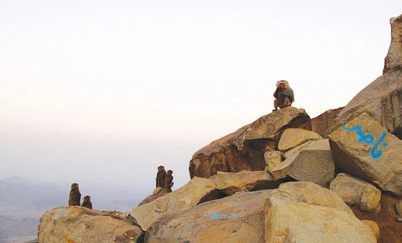 Monkeys in Taif: Menace or delight?