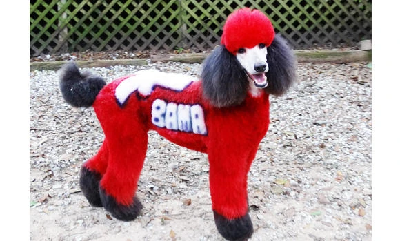Doggy-do study points to canine ‘inner compass’