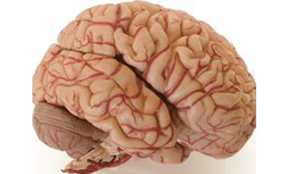 How to make the brain control obesity (Part 4)