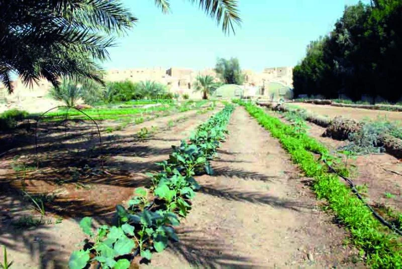 Farm closed for using sewage water