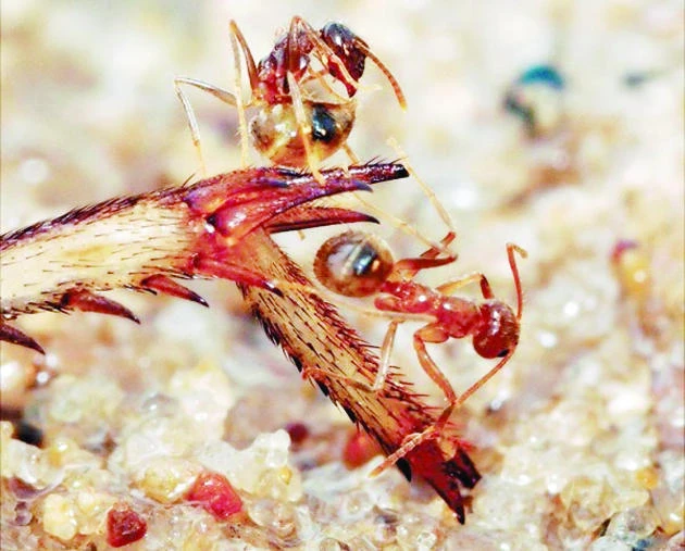 Ant vs. ant: Amazing discovery on Texas insects