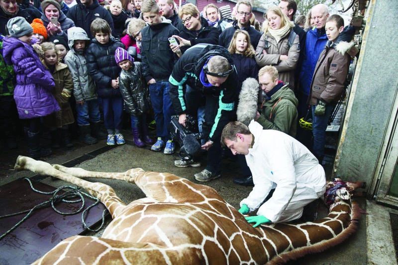 $100k raised to save second Danish giraffe