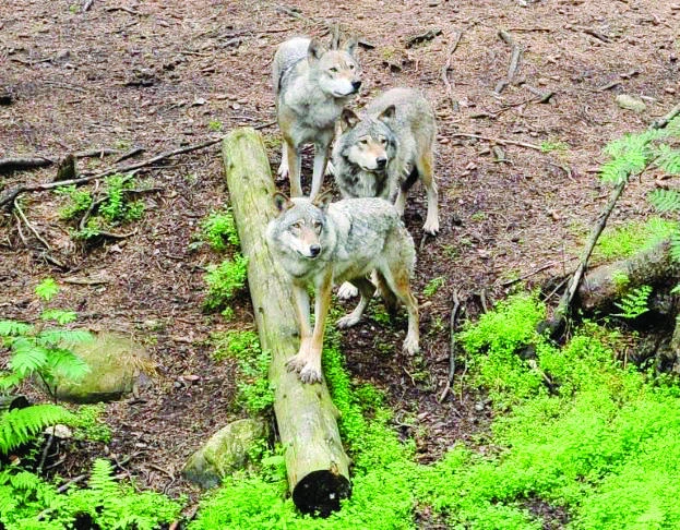 Wolf hunt standoff in Sweden heightens rural tensions