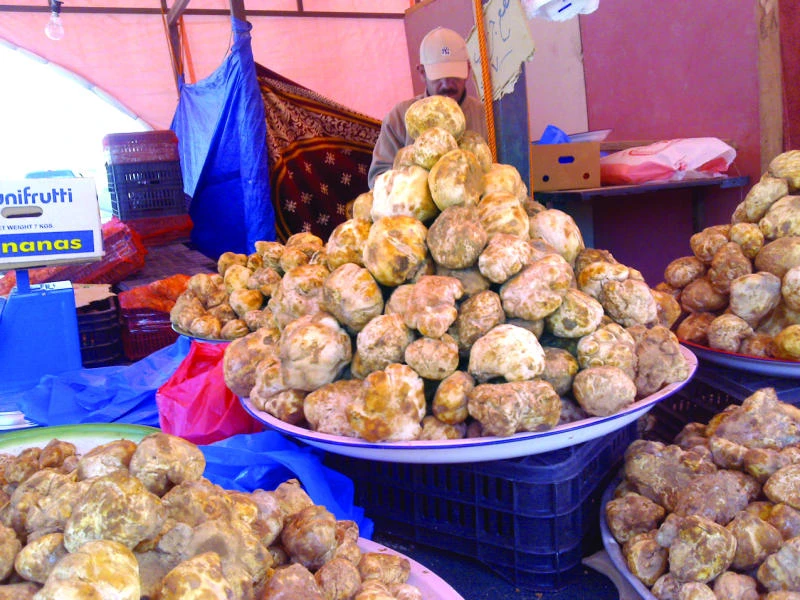 Connoisseurs scour desert in hunt for truffles