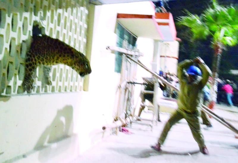 Leopard on the loose sparks fear in Indian town; schools shut