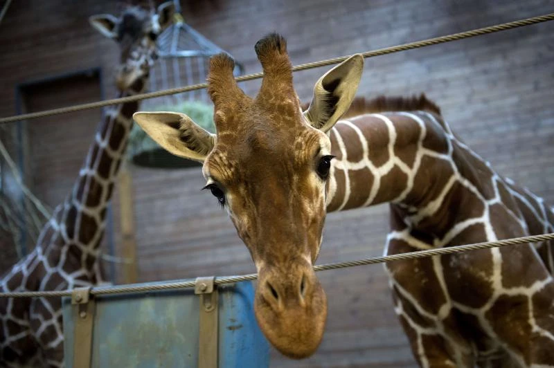 Young giraffe put down at Danish zoo despite uproar
