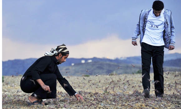 Beekeepers object to timing of locust-spraying