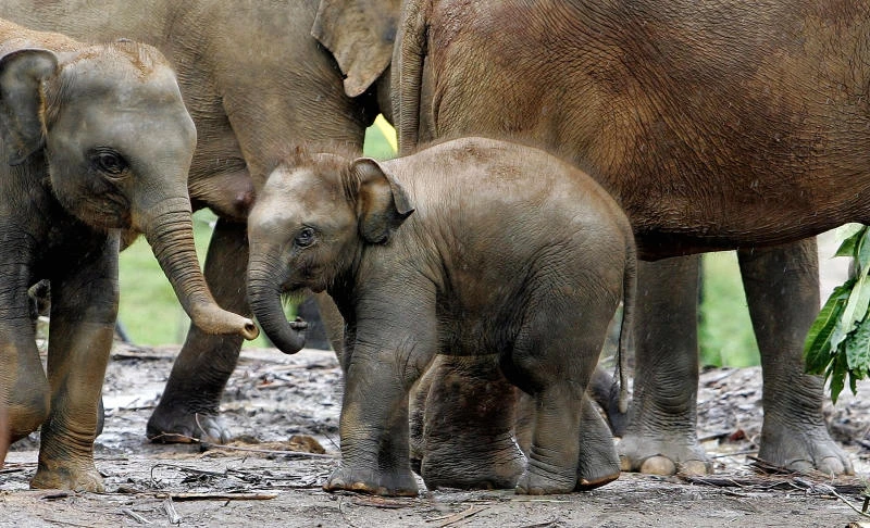 Sri Lanka's baby jumbo won't fly