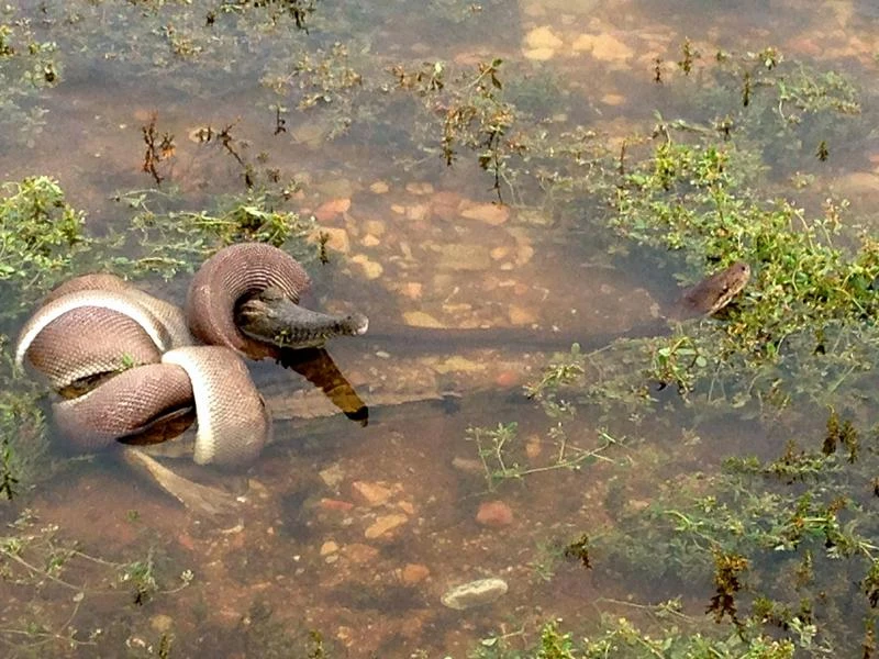 Snake eats crocodile after battle