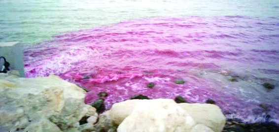 Toxic chemicals pollute Saihat coastline