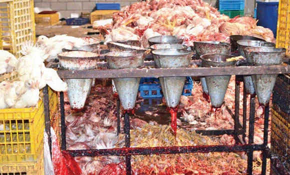 Huge quantity of rotten fish, chicken destroyed