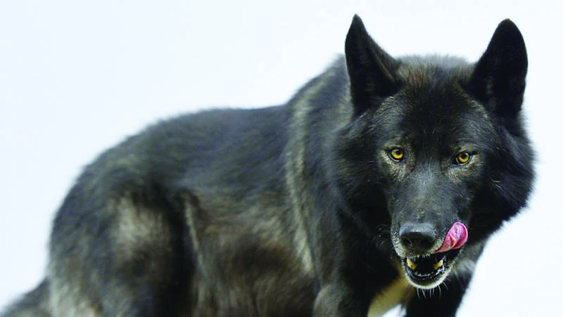 Wolves are ‘at the gates of Paris’