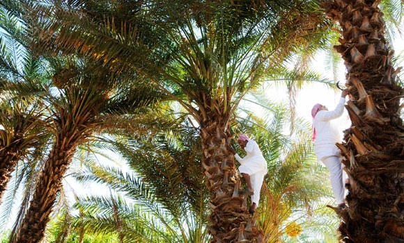 Govt to study date palm sector, Nitaqat difficulties