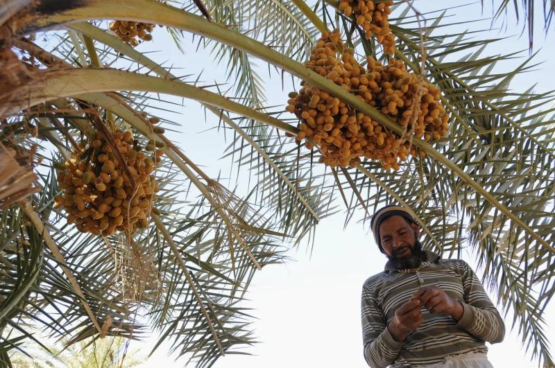 Sales of listed food, agro firms up 2.4% to SR45.7bn in 2013