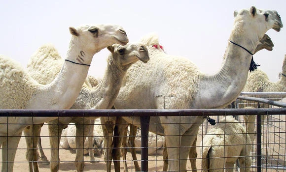 Diabetics told to stay away from camels
