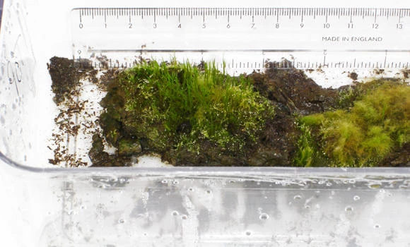 Frozen for 1,600 years, Antarctic moss returns to life