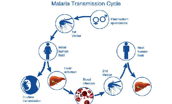 OIC countries account for half of the global malaria cases