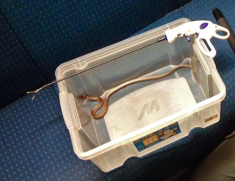 19.5-inch snake causes chaos in train