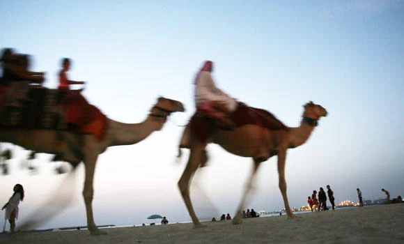 Virus boon for beast: Few takers for camel products