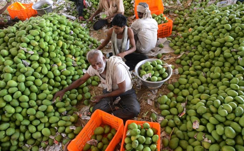 India threatens WTO action over EU mango ban