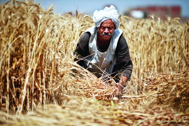 KSA issues tender to buy 550,000 tons of wheat