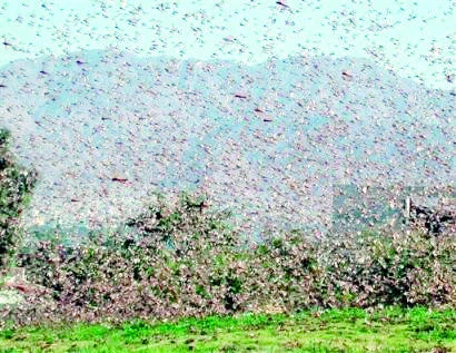 Food for thought: Today’s insects to be tomorrow’s grub