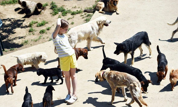 Serbian seeks to get tails wagging again after floods