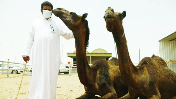Camels in Eastern Province MERS-free