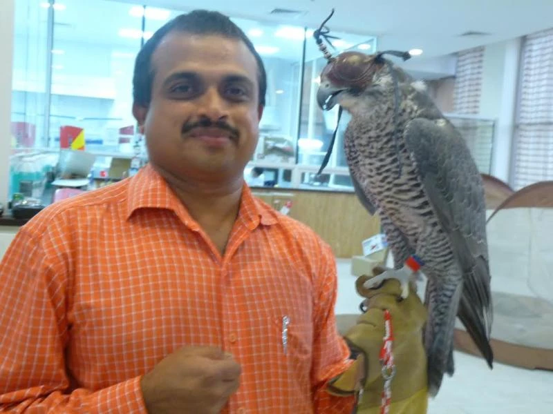 Man on a mission to save falcons